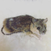 Pet memorial mouse taxidermy